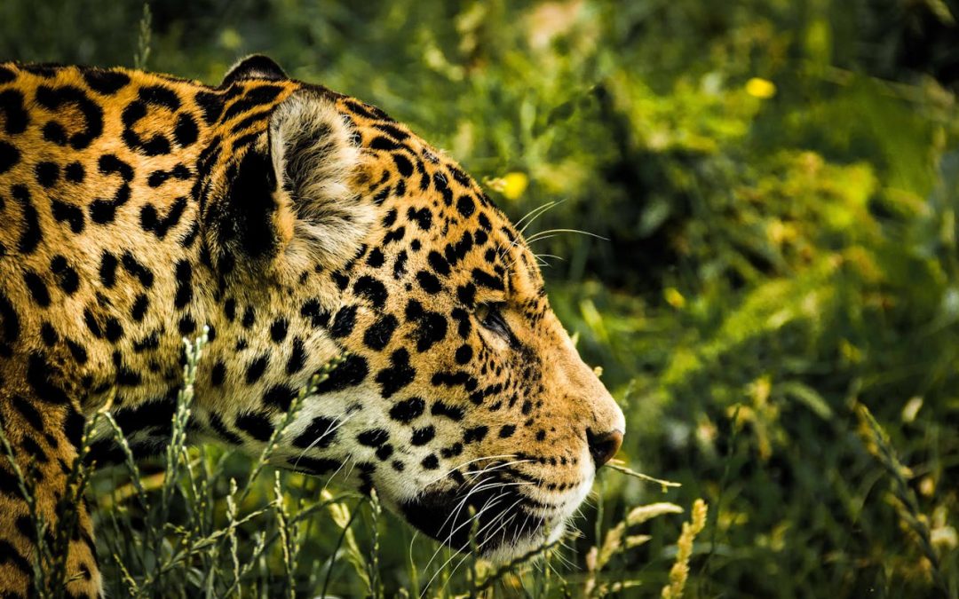 10 tropiska djur i Amazonas regnskog