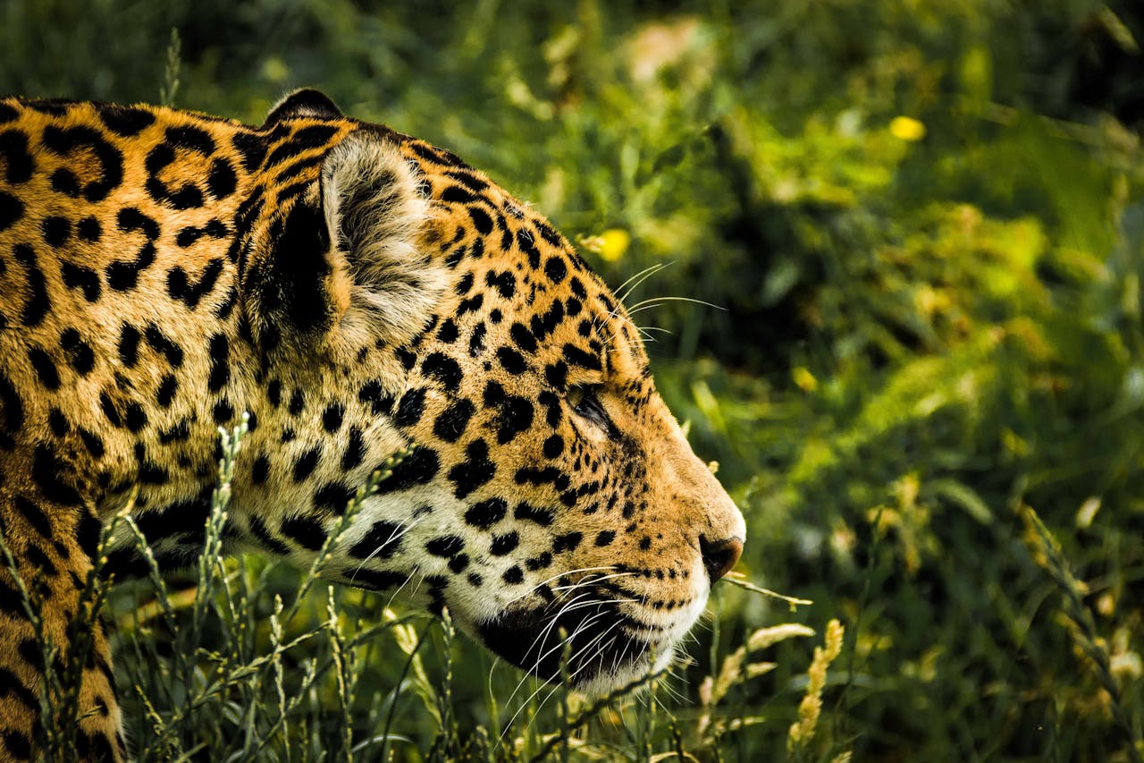 djur i amazonas