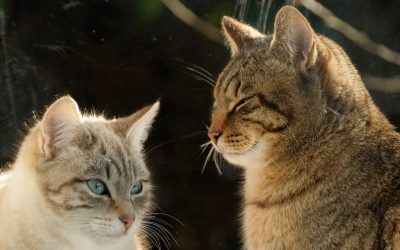 Viktiga saker att tänka på innan du släpper ut katten